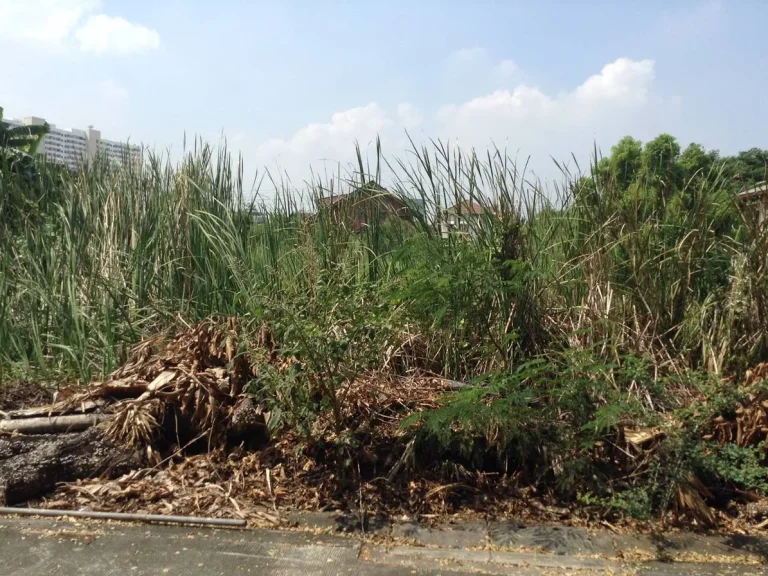 ขายที่ดิน 100 ตรวา ถนนศรีสมาน ซอยจุฬา7 แปลงสวย เป็นสี่เหลี่ยมผืนผ้า เพียง 26 ล