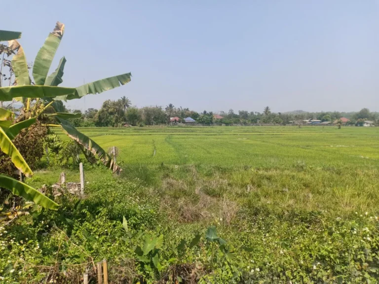 ขายที่ดินห่าง ถนน 100 เมตร ไกล้มหาลัยแม่ฟ้าหลวง