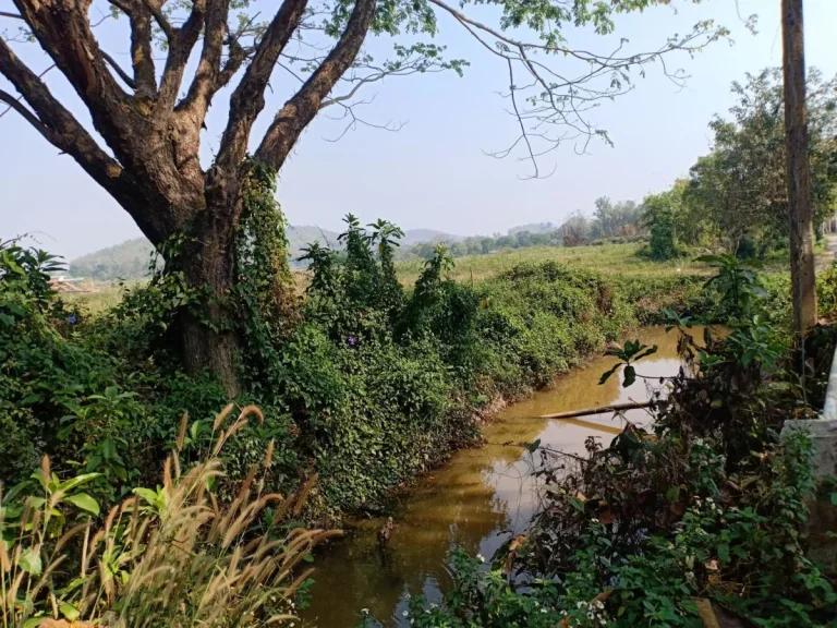 ขายที่ดินหลังมหาลัย แม่ฟ้าหลวง ติดคลอง เหมาะกับเปิดร้านกาแฟ