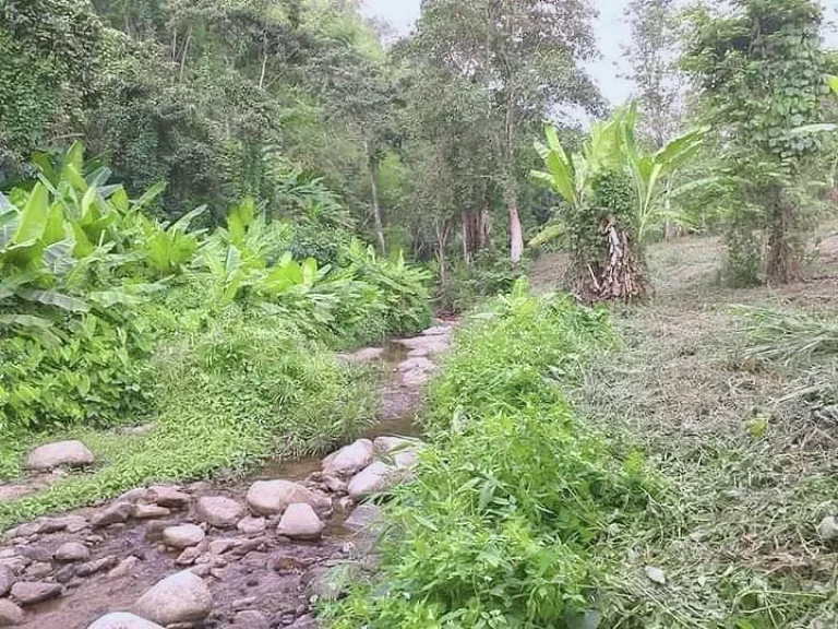 ขายที่ดินแม่ออนสันกำแพงสายใหม่ติดธารน้ำ พร้อมโอน