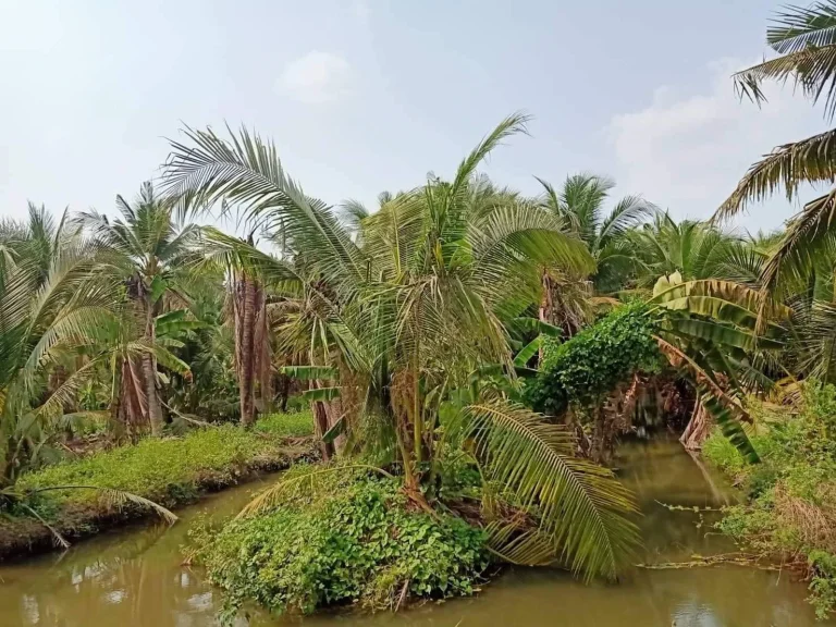 ขายที่ดิน หนองเสือ 44 ไร่ เจ้าของรีบขาย