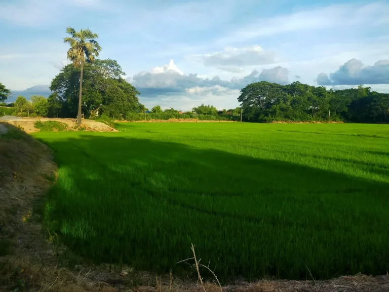 ขายที่ดินติดแม่น้ำท่าจีน 15ไร่ไร่ละ18ล้านหน้าติดถนนทางหลวง3351อสองพี่น้อง จสุพรรฯเหมาะทำร้านอาหารรีสอทตลาดน้ำ