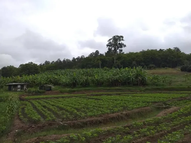 ขายที่นาบ้านป้อก สะเมิงเหนือ วิวภูเขา เอกสาร ศค1