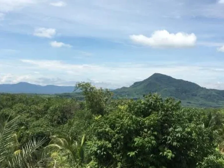 ขาย ที่ดิน ที่ตั้ง พรุเตาะ ตทุ่งใหญ่ อหาดใหญ่ จสงขลา 4 ไร่