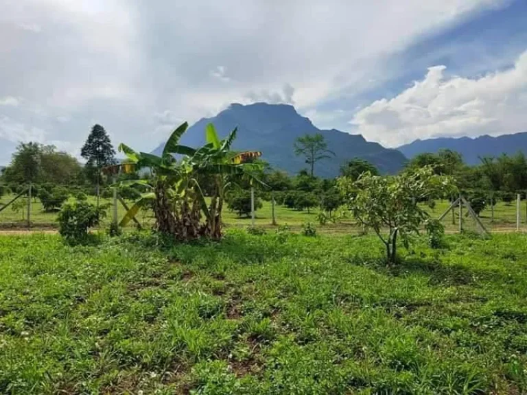 ขายที่ดินโฉนด เนินดอยเชียงดาว วิวดอยหลวง ราคาถูก