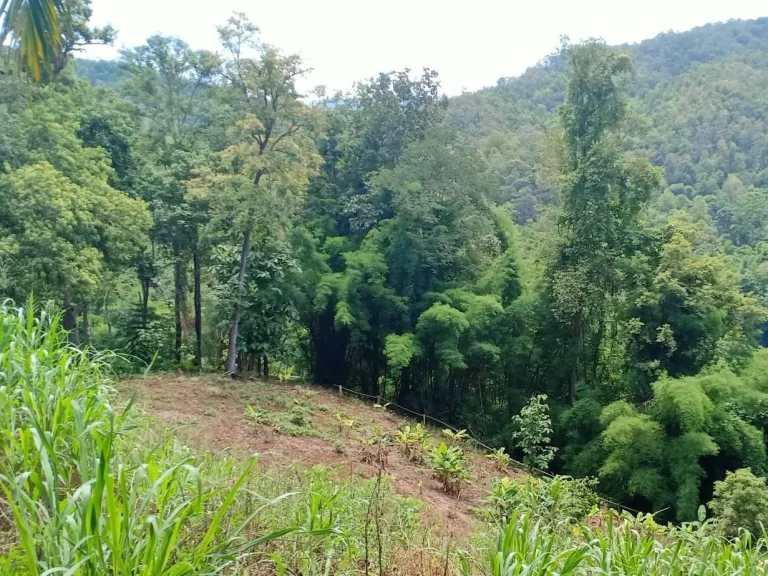 ขายที่ดินบ้านปงหางดง ห่างถนนหลักเพียง 50เมตร