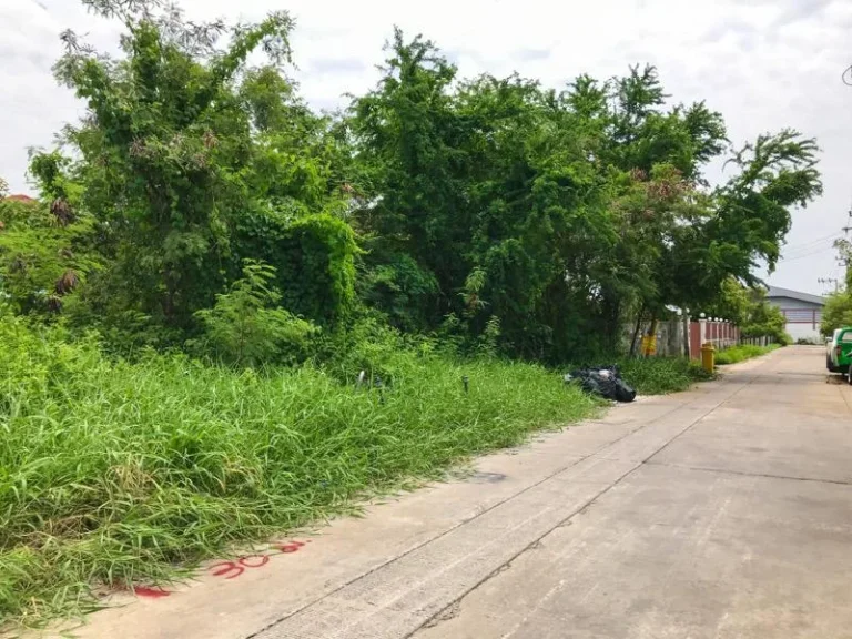 ขายที่ดิน 200 ตรว ซอยลำโพ 11 ติดถนนคอนกรีต เดินทางสะดวก ต่อรองได้