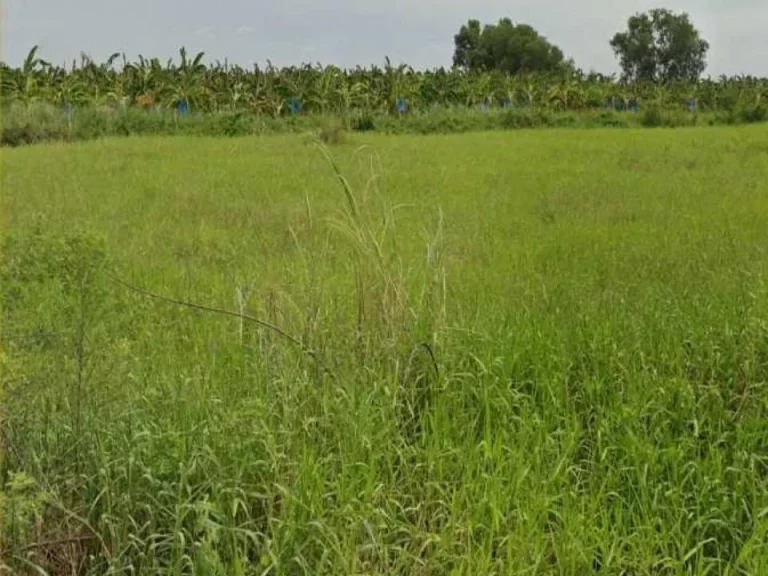 ขายที่ดินจัดสรร 200 ตรว คลอง 13 หนองเสือ ปทุมธานี