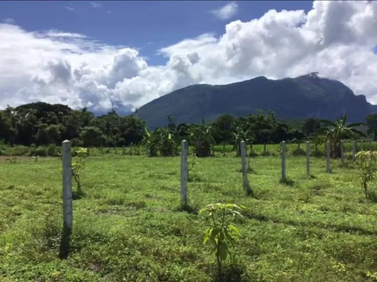 ขายที่ดินวิวดอยหลวง เมืองงาย เชียงดาว ราคาถูก