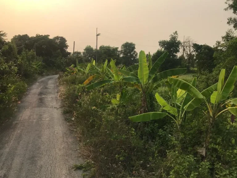 ขายราคาถูก 200 ตรว 13 ลบ ติดถนนลาดยาง คลอง12 หนองเสือ