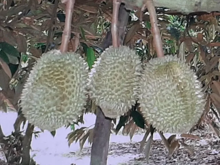 ขายสวนทุเรียน ติดลำธาร ติดลำธาร น้ำตกเขาชะเมา และถนนลาดยาง ทำรีสอร์ทได้ 19 ไร่