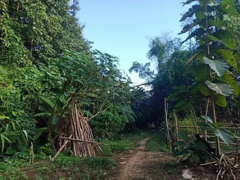 ขายทรัพย์ดีน่าจับจอง ติดลำธาร จังหวัดน่าน