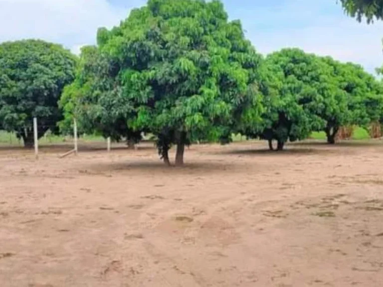 ขายที่สวนถมดินเรียบร้อย หลังสวนนงนุช สันทราย ราคาถูก