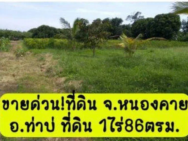 ขาย ที่ดิน ขายที่ดิน จหนองคาย ที่ดินท่ามะเฟืองท่าบ่อ 1 ไร่ 86 ตรวา สร้างบ้านทำการเกษร