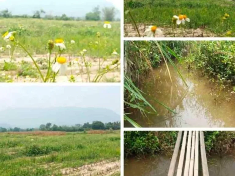 ขายที่ดินเชียงดาว วิวดอยหลวง ติดลำเหมือง ราคาถูก