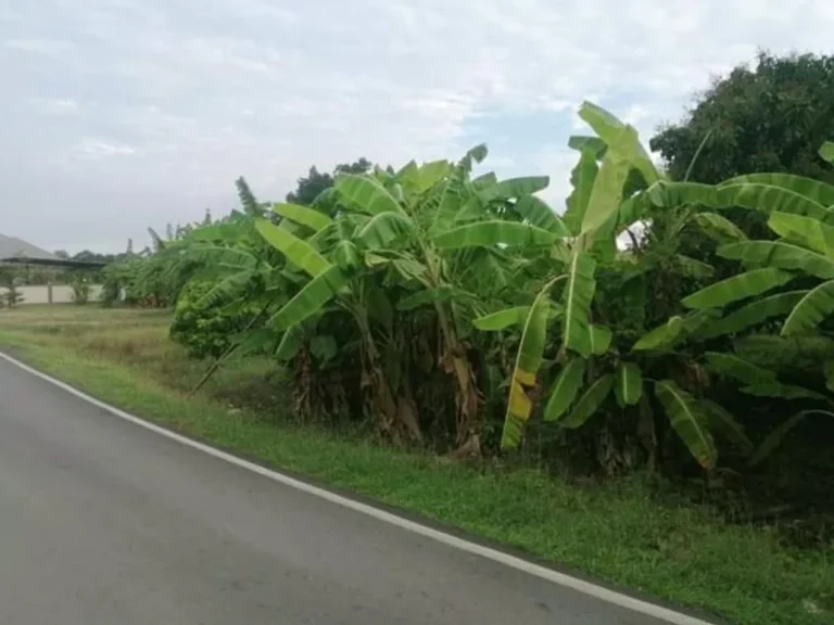 ขายที่ดินสารภี ติดถนนลาดยาง ทำเลค้าขายได้