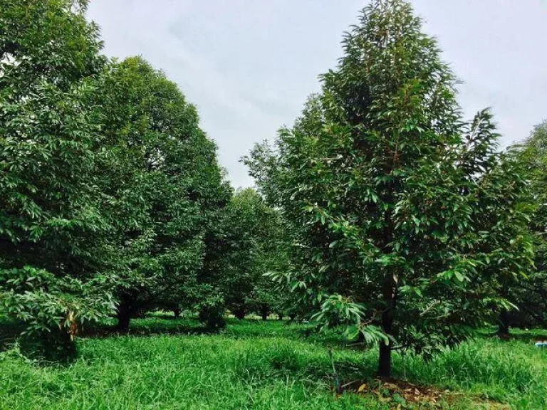 ขายสวนทุเรียน 500 ต้น ติดคลองใหญ่ หน้าติดถนนลาดยาง โฉนด 22 ไร่