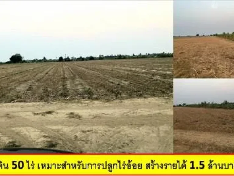 ขายที่ดิน 50 ไร่ เหมาะสำหรับการปลูกไร่อ้อย สร้างรายได้ 15 ล้านบาทต่อปี