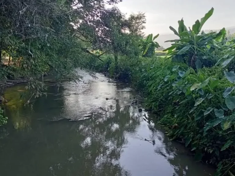 ขายที่ดินติดน้ำแม่ริม วิวภูเขา ถนนลาดยาง ราคาถูก