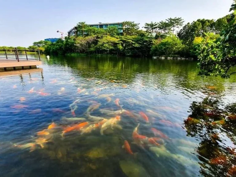 ขายคอนโดเขาใหญ่ สวอนเลคเขาใหญ่ Swan Lake Khao Yai คอนโดที่เหมาะกับการพักผ่อนอย่างแท้จริง ห้องสวยติดเลคแบบ Front View เป็