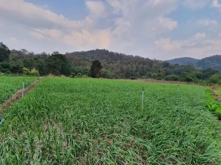 ขายที่ดินแปลงสวย ในหุบเขามีธารน้ำล้อมรอบ