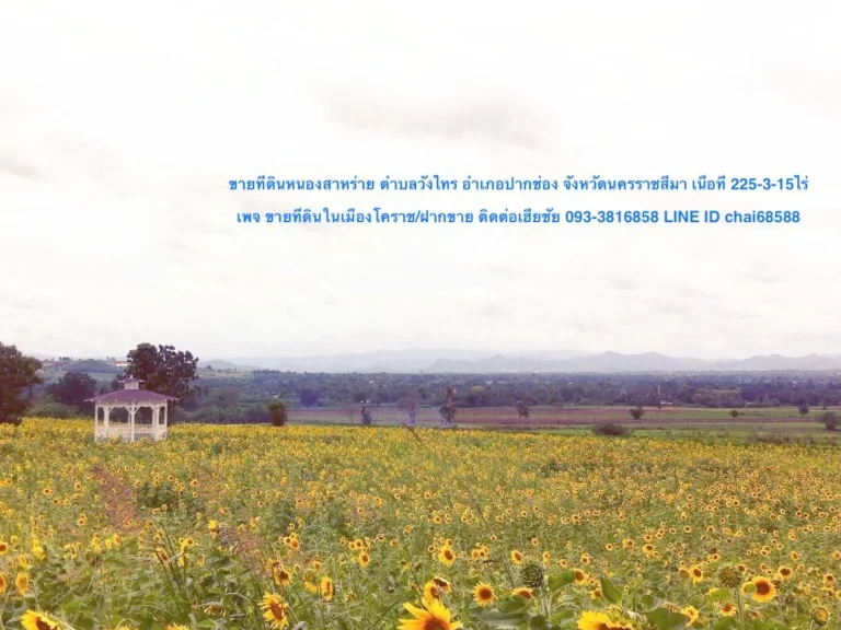 ขายที่ดินเนื้อที่ 225ไร่ หนองสาหร่อย ปากช่อง โคราช