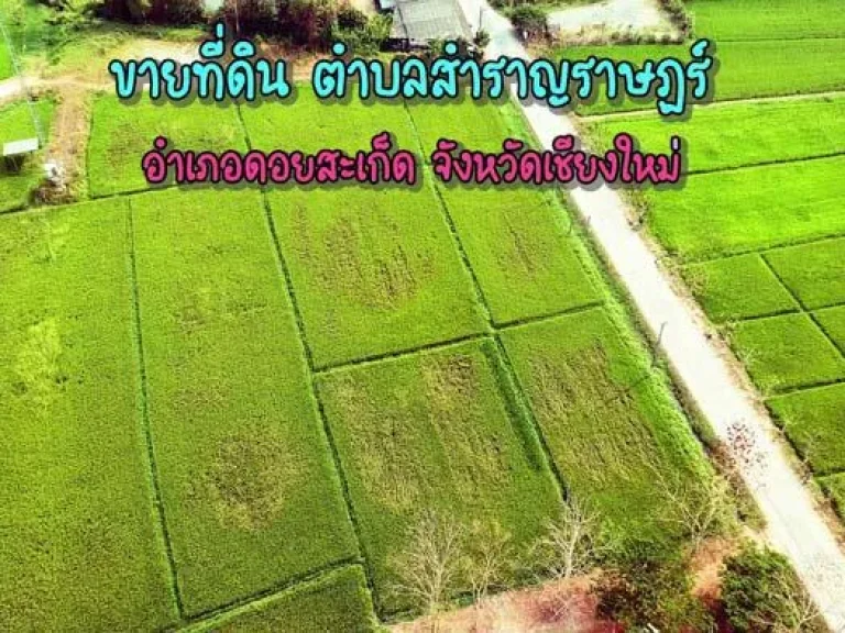 ขายที่ดิน ตำบลสำราญราษฎร์ อำเภอดอยสะเก็ด จังหวัดเชียงใหม่