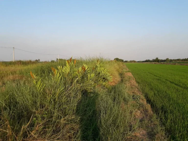 ขายที่ดิน 1 ไร่ ซ46 คลองห้าตะวันออก