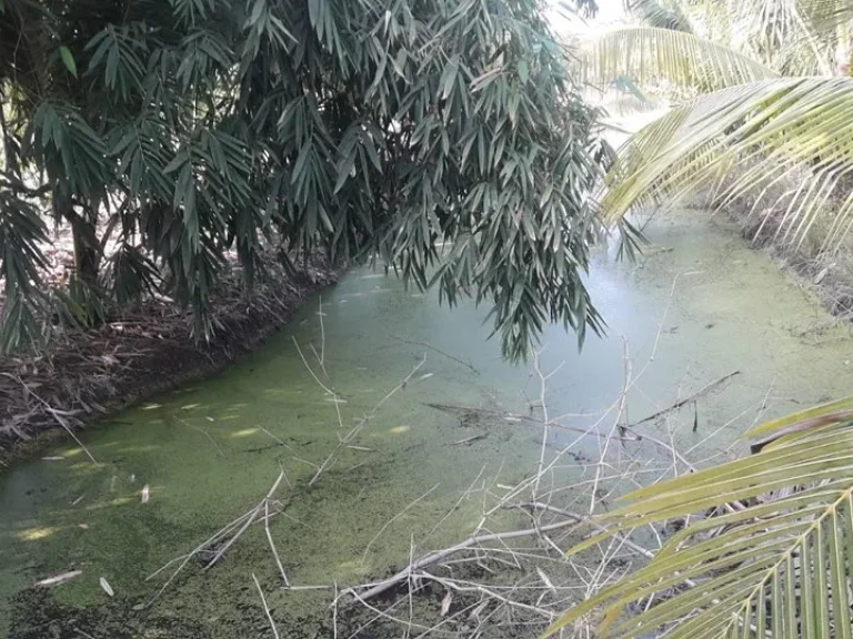 ขายที่ดิน 170 ตรว ซคลองห้าตะวันตก ซเจริญสุข