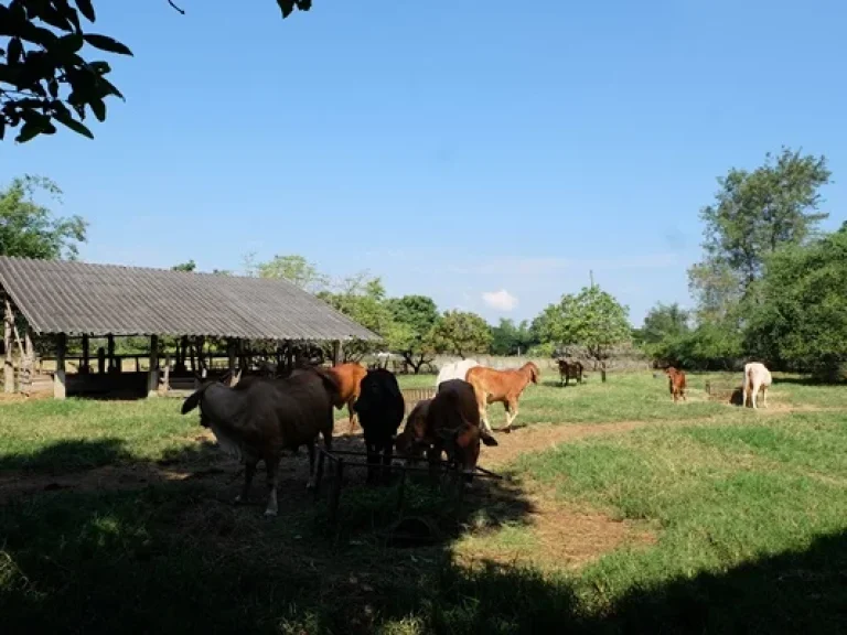 ที่ดินบรรยากาศสงบเงียบในดอยสะเก็ด