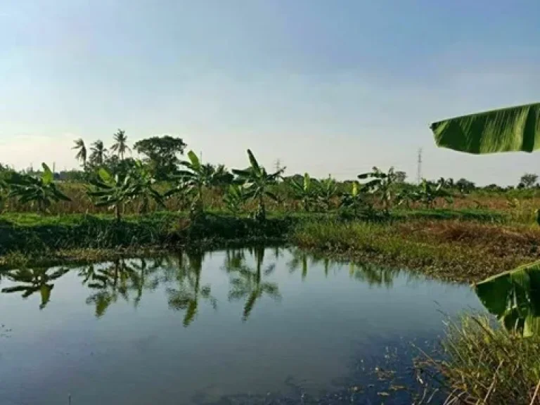 รหัส 1226 ขาย 3000000 ที่ดินสวน 3 ไร่กว่า พร้อมบ้านชั้นเดียว บางเลน นครปฐม ขายถูกด่วนเพราะไม่มีคนดูเเล