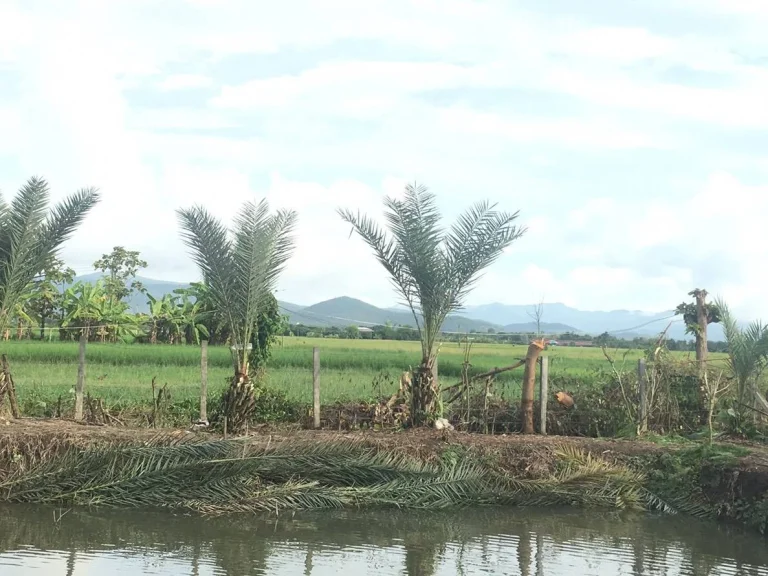 ขายสวนอินทผาลัม ดอยสะเก็ด เชียงใหม่