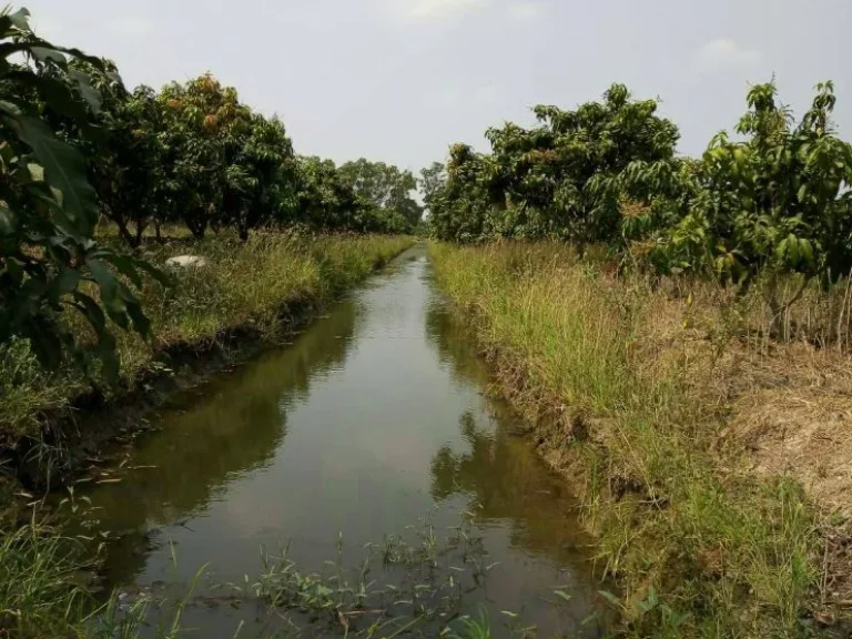 ขายที่ดิน 5 ไร่ 11 ตรว ต สนามคลี อเมืองสุพรรณ จสุพรรณบุรี