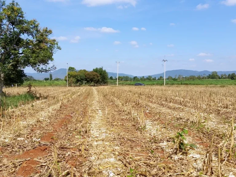 ขายที่ดินสวย อากาศดี 25 ไร่ อปากช่อง ตคลองม่วง ใกล้ My ozone ใกล้ Sugavia Healthy Land