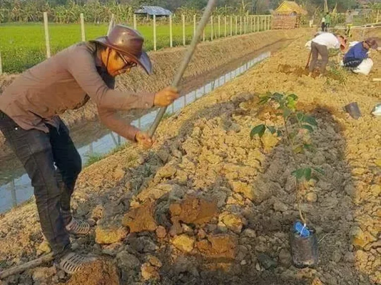 ขายที่ดินปรับแล้ว บรรยากาศดี มีโฉนด มีแบบบ้านBOQพร้อมยื่นกู้