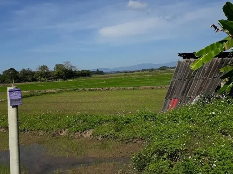 ขายที่ดิน 3 ไร่ ตสันโป่ง อแม่ริม จเชียงใหม่ ดินดี น้ำดี วิวดอย