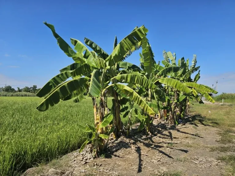 ขายที่ดิน 4 ไร่ ถนน ร่วมพัฒนา เขตหนองจอก กรุงเทพ