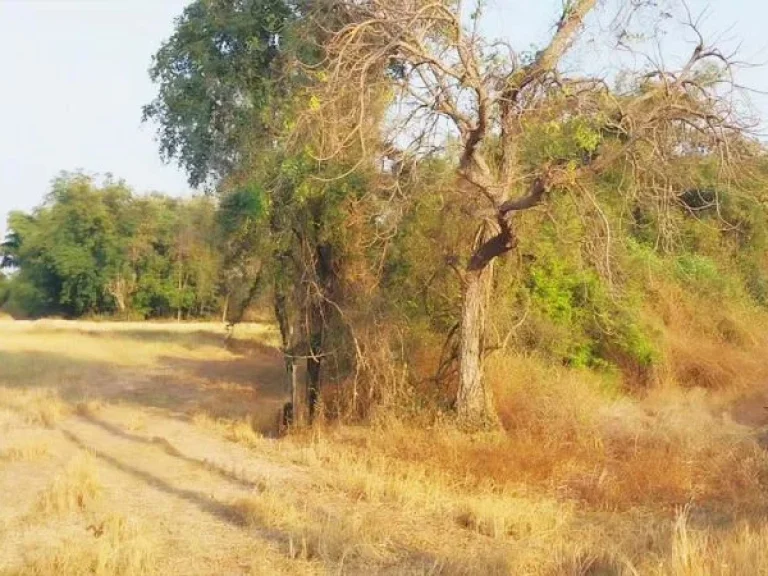 ขายที่ดิน 15ไร่ ชัยนาท ที่สูงน้ำไม่ท่วม ติดถนนลาดยาง