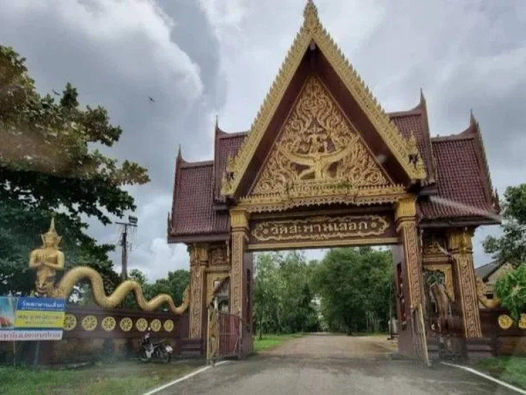 ขายสวนทุเรียน บ้านสะพานเลือก ตำบลทุ่งเบญจา อำเภอท่าใหม่