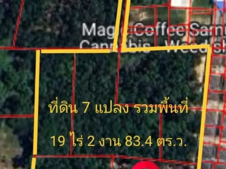 ขายที่ดินสวนป่า มีต้นไม้ใหญ่ ตลิ่งงาม เกาะสมุย สุราษฎร์ธานี