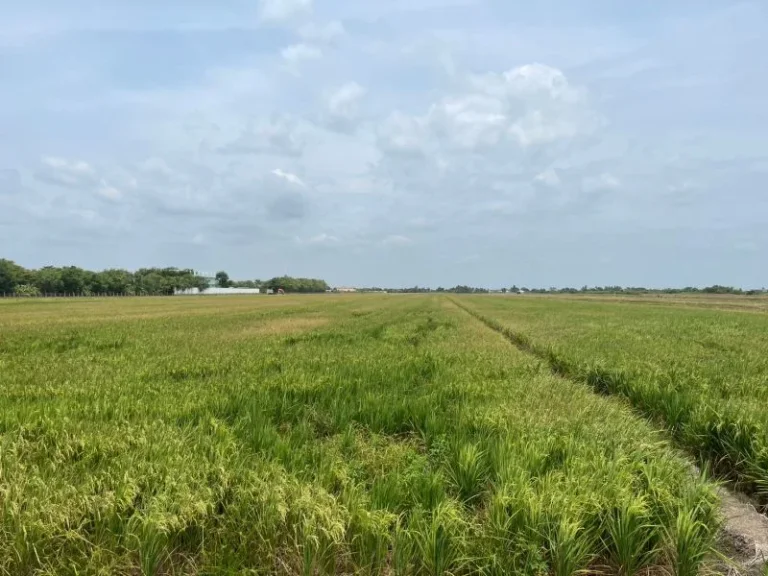 ขายที่ดินเปล่า ย่านคลองอุดมชลจร สีม่วง ขนาด 20 ไร่ 874