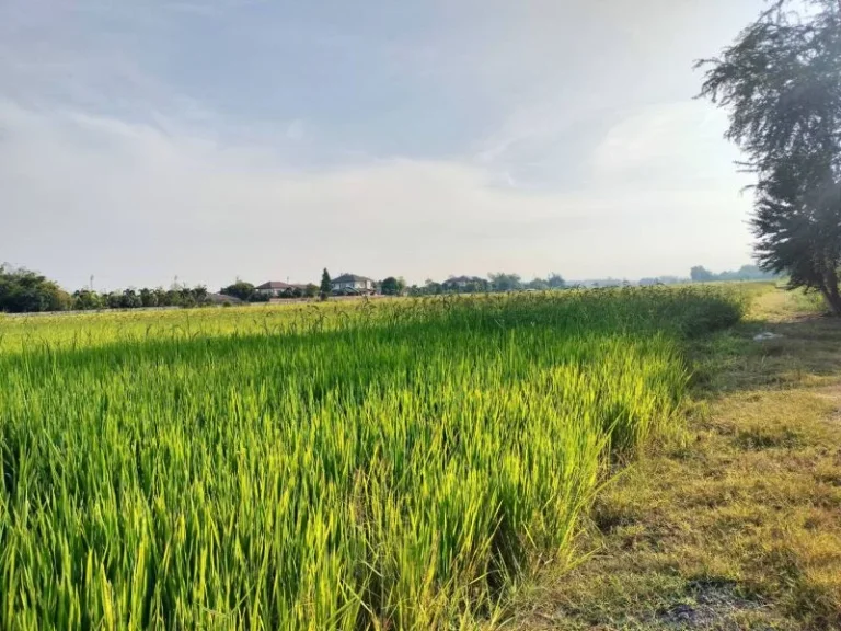 ที่ดินติดถนนสังฆสันติสุข กระทุ่มราย หนองจอก กรุงเทพ