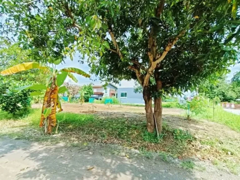 ขายที่ดินหน้าติดถนนหลังวิววดอยยุหว่าสันป่าตองโฉนดพร้อมโอน