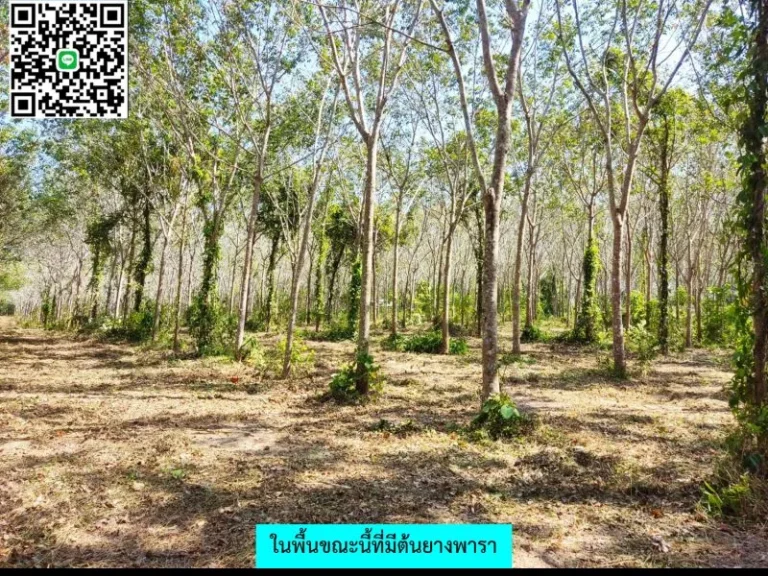 ขายที่ดิน ตเทพกระษัตรี อ ถลาง จภูเก็ต