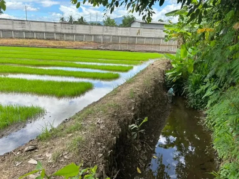 ขายที่ดินบ้านแหวนหางดงทำเลดี เหมาะกับการลงทุนโฉนดพร้อมโอน