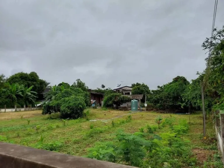 ขายที่ดินติดถนนสามด้านใกล้เทศบาลยางเนิ้งสารภีพร้อมโอน