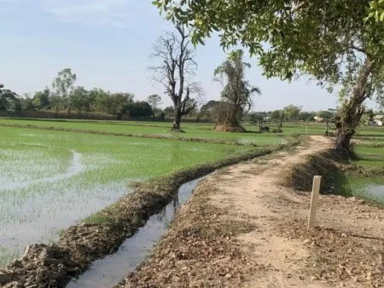 ขายที่ดิน บ้านดอนยานาง อยางตลาด จกาฬสินธุ์