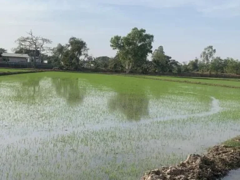 ขายที่ดิน บ้านดอนยานาง อยางตลาด จกาฬสินธุ์