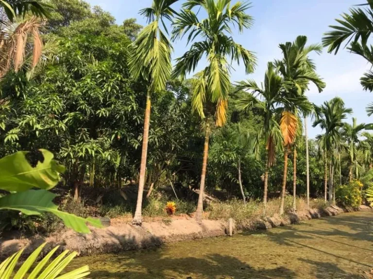 ขายที่ดินติดแม่น้ำบางปะกง 2 ไร่ ได้พื้นที่งอกเพิ่มติดถนนลาดย