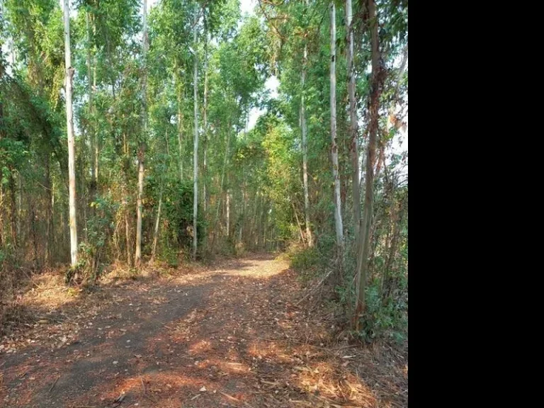 ขายที่ดินในตำบลโคกปี่ฆ้อง อำเภอเมือง จังหวัดสระแก้ว